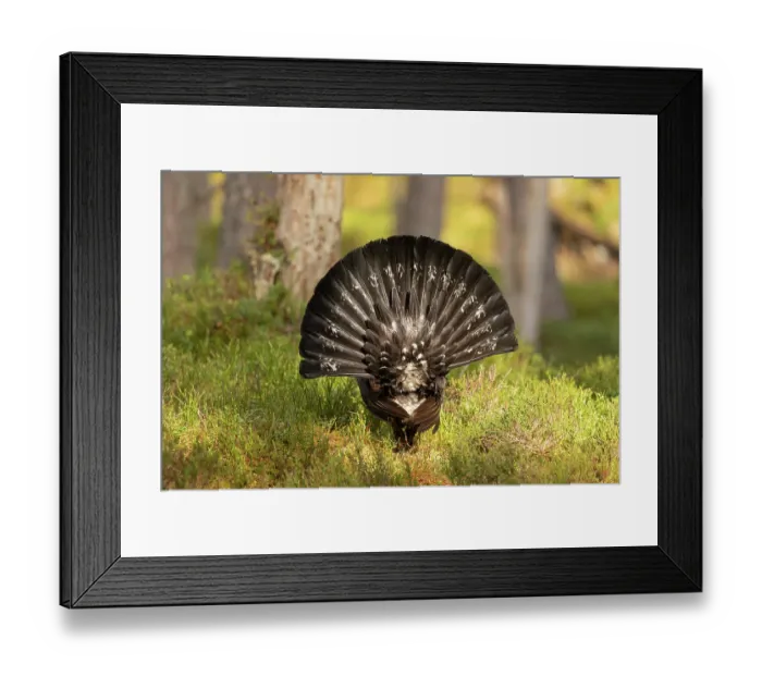 Framed Print : Capercaillie (Tetrao urogallus) male, displaying at lek, Cairngorms, Scotland, UK. April Framed Print : Capercaillie (Tetrao urogallus) male, displaying at lek, Cairngorms, Scotland, UK. April