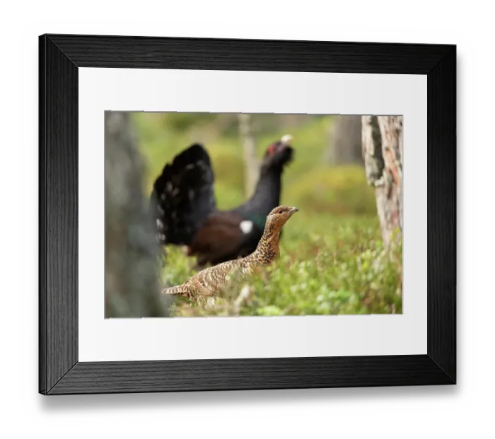 Framed Print : Capercaillies (Tetrao urogallus) pair in forest, male in background, Cairngorms, Scotland, UK. April Framed Print : Capercaillies (Tetrao urogallus) pair in forest, male in background, Cairngorms, Scotland, UK. April