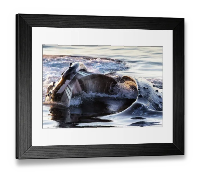 Framed Print : Humpback whale (Megaptera novaeangliae) lunge-feeding, showing baleen plates, southeast Alaska, USA, Pacific Ocean Framed Print : Humpback whale (Megaptera novaeangliae) lunge-feeding, showing baleen plates, southeast Alaska, USA, Pacific Ocean