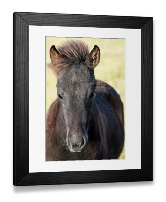 Framed Print : Icelandic horse (Equus caballus) foal, head portrait, Iceland. September Framed Print : Icelandic horse (Equus caballus) foal, head portrait, Iceland. September