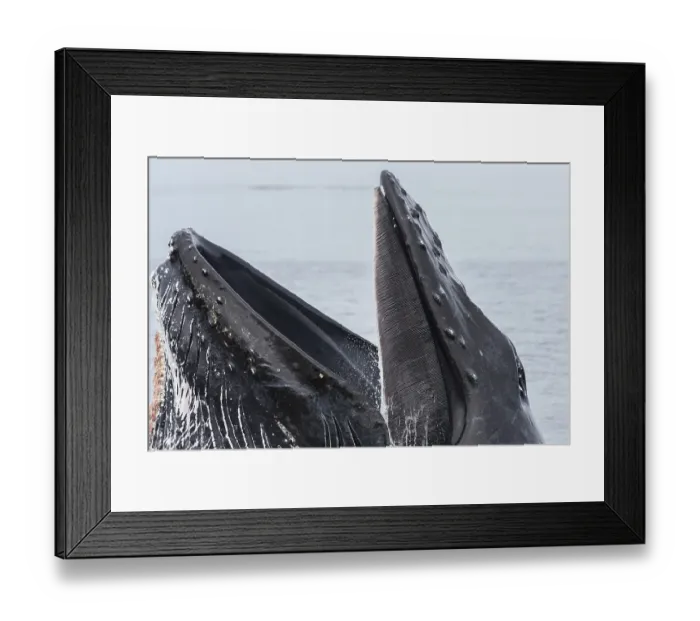 Framed Print : Humpback whale (Megaptera novaeangliae) bubblenetting / lunge-feeding, showing baleen plates, southeast Alaska, USA, Pacific Ocean Framed Print : Humpback whale (Megaptera novaeangliae) bubblenetting / lunge-feeding, showing baleen plates, southeast Alaska, USA, Pacific Ocean