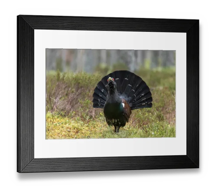 Framed Print : Capercaillie (Tetrao urogallus) male, displaying at lek, Cairngorms, Scotland, UK. April Framed Print : Capercaillie (Tetrao urogallus) male, displaying at lek, Cairngorms, Scotland, UK. April
