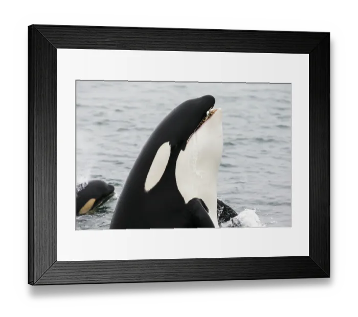 Framed Print : Orca (Orcinus orca) spyhopping with Pink salmon (Oncorhynchus gorbuscha) prey in mouth, southeast Alaska, USA, Pacific Ocean Framed Print : Orca (Orcinus orca) spyhopping with Pink salmon (Oncorhynchus gorbuscha) prey in mouth, southeast Alaska, USA, Pacific Ocean