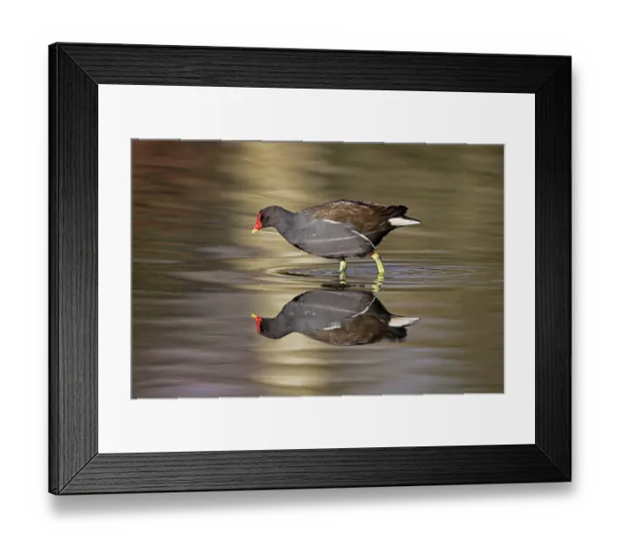 Framed Print : Moorhen (Gallinula chloropus) walking through shallow water, Slimbridge, Gloucestershire, England, UK. January Framed Print : Moorhen (Gallinula chloropus) walking through shallow water, Slimbridge, Gloucestershire, England, UK. January