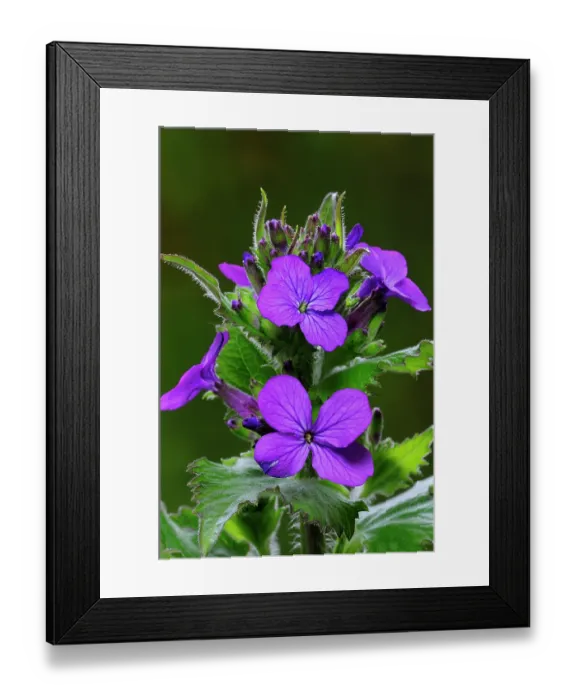 Framed Print : Honesty (Lunaria annua) in flower, Dorset, England, UK. April. Studio shot Framed Print : Honesty (Lunaria annua) in flower, Dorset, England, UK. April. Studio shot