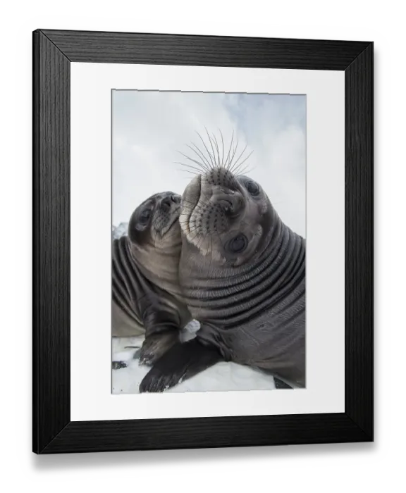 Framed Print : Two Southern elephant seal (Mirounga leonina) pups play-fighting, Royal Bay, South Georgia Framed Print : Two Southern elephant seal (Mirounga leonina) pups play-fighting, Royal Bay, South Georgia