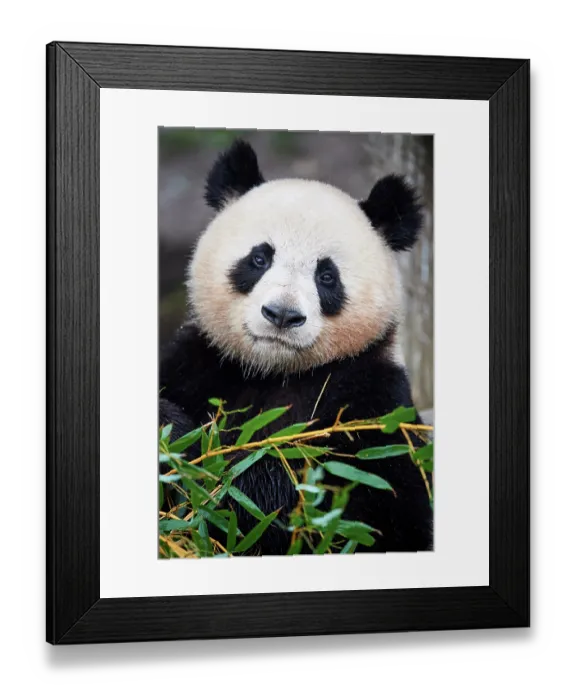 Framed Print : Giant panda (Ailuropoda melanoleuca) female, portrait, Zoo Parc de Beauval, France. Captive Framed Print : Giant panda (Ailuropoda melanoleuca) female, portrait, Zoo Parc de Beauval, France. Captive