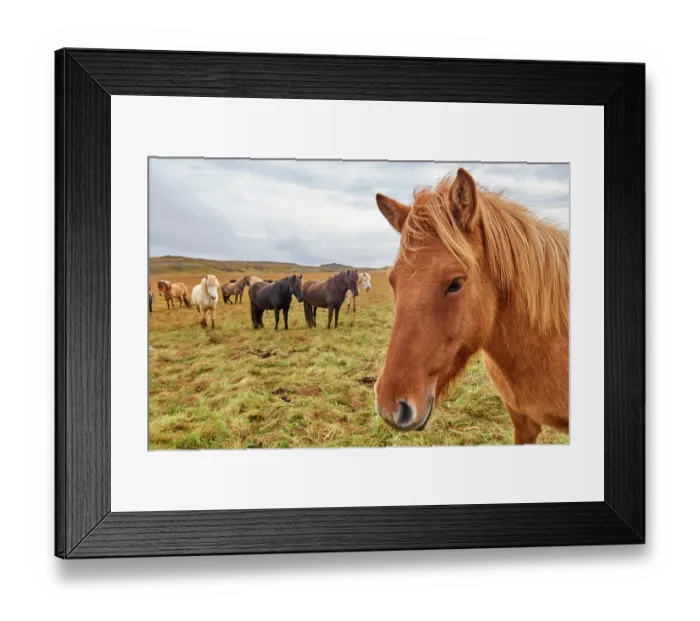 Framed Print : Icelandic horses (Equus caballus) herd standing on grassland, Iceland. September Framed Print : Icelandic horses (Equus caballus) herd standing on grassland, Iceland. September