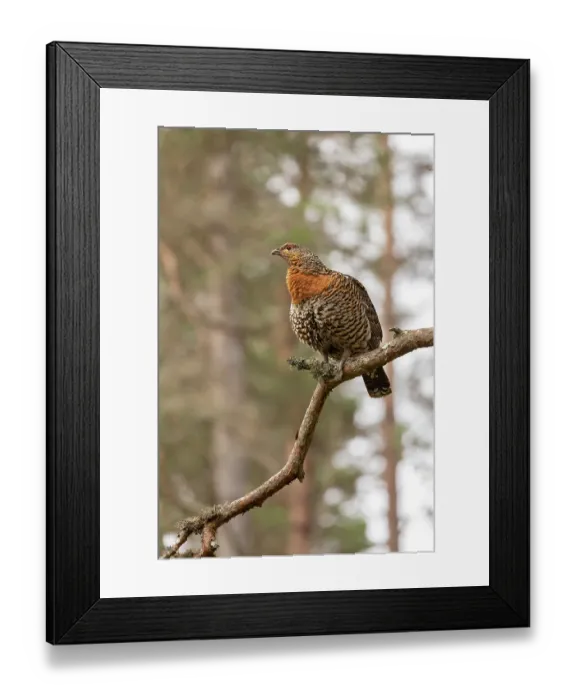 Framed Print : Capercaillie (Tetrao urogallus) female perched in Pine tree, Cairngorms, Scotland, UK. April Framed Print : Capercaillie (Tetrao urogallus) female perched in Pine tree, Cairngorms, Scotland, UK. April