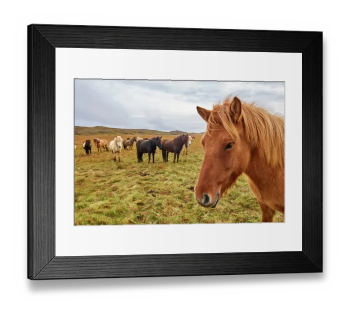 Framed Print : Icelandic horses (Equus caballus) herd standing on grassland, Iceland. September Framed Print : Icelandic horses (Equus caballus) herd standing on grassland, Iceland. September