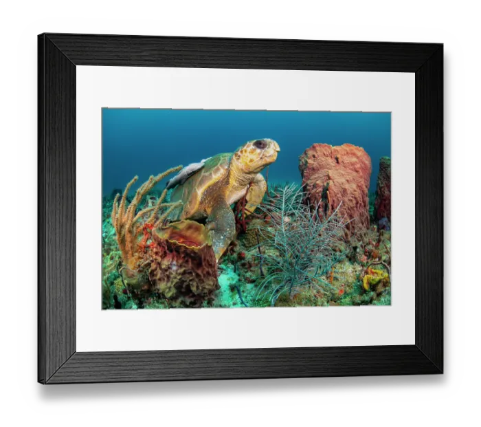 Framed Print : Loggerhead turtle (Caretta caretta) female, resting among colourful underwater garden of seafans and sponges on a reef, Palm Beach, Florida, USA, Atlantic Ocean Framed Print : Loggerhead turtle (Caretta caretta) female, resting among colourful underwater garden of seafans and sponges on a reef, Palm Beach, Florida, USA, Atlantic Ocean