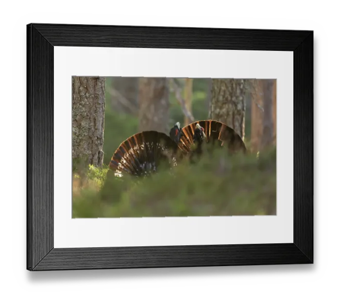 Framed Print : Two Capercaillie (Tetrao urogallus) males sparring in Pine forest in spring, Cairngorms, Scotland, UK. April Framed Print : Two Capercaillie (Tetrao urogallus) males sparring in Pine forest in spring, Cairngorms, Scotland, UK. April
