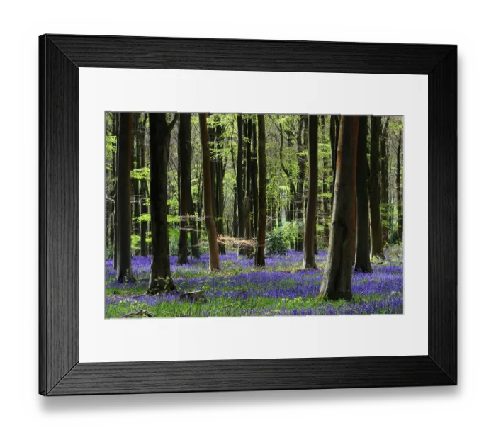 Framed Print : Bluebells (Hyacinthoides non-scripta) in flower in woodland in spring, West Woods, Wiltshire, UK. May Framed Print : Bluebells (Hyacinthoides non-scripta) in flower in woodland in spring, West Woods, Wiltshire, UK. May