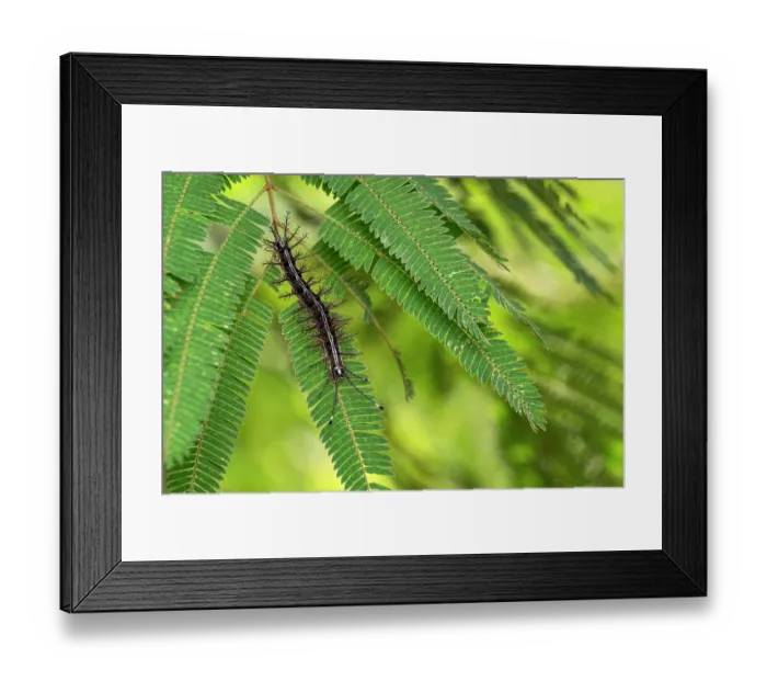 Framed Print : Moth (Hylesia continua) caterpillar resting on a fern leaf, Osa Peninsula, Costa Rica Framed Print : Moth (Hylesia continua) caterpillar resting on a fern leaf, Osa Peninsula, Costa Rica