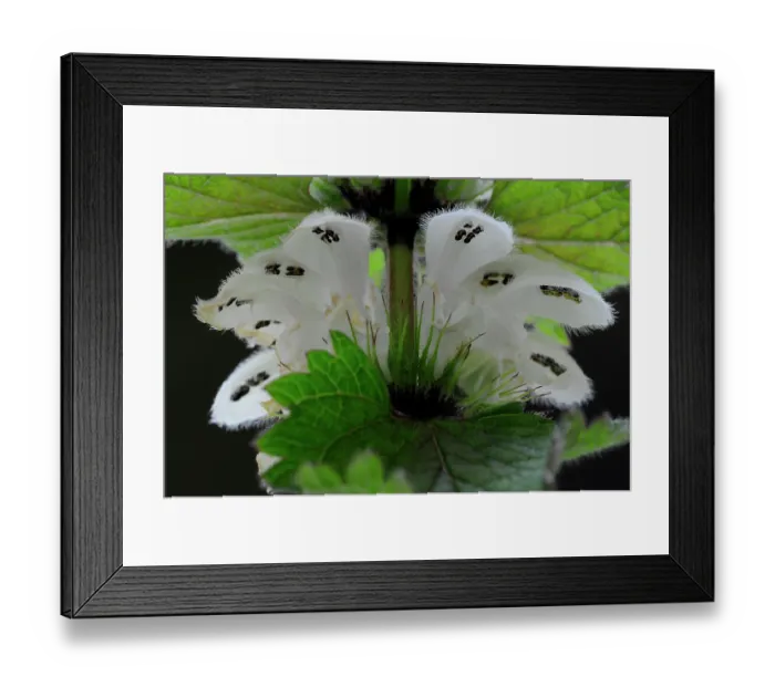 Framed Print : White dead-nettle (Lamium album) in flower, view from below showing anthers laden with dark pollen. Dorset, UK. April. Studio shot Framed Print : White dead-nettle (Lamium album) in flower, view from below showing anthers laden with dark pollen. Dorset, UK. April. Studio shot