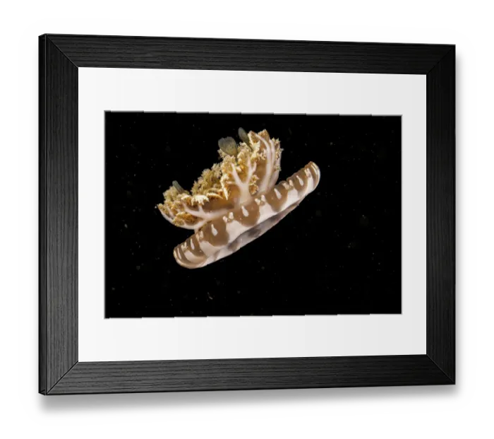 Framed Print : Upside-down jellyfish (Cassiopea andromeda) portrait, Yap, Federated States of Micronesia, Pacific Ocean Framed Print : Upside-down jellyfish (Cassiopea andromeda) portrait, Yap, Federated States of Micronesia, Pacific Ocean