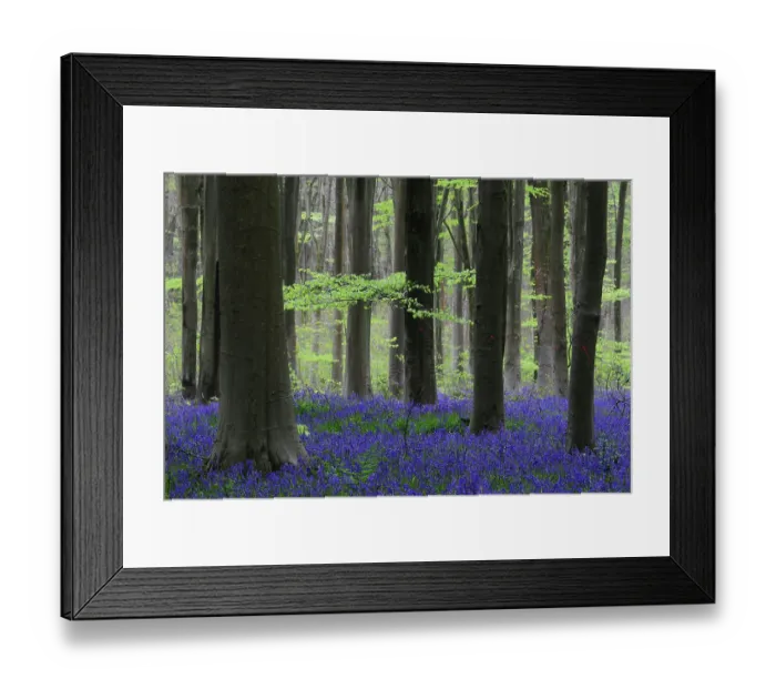 Framed Print : RF - Bluebells (Hyacinthoides non-scripta) in flower in woodland in spring, West Woods, Wiltshire, UK. May 2016 Framed Print : RF - Bluebells (Hyacinthoides non-scripta) in flower in woodland in spring, West Woods, Wiltshire, UK. May 2016
