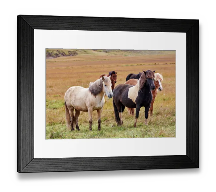 Framed Print : Icelandic horses (Equus caballus) herd standing on grassland, Iceland. September