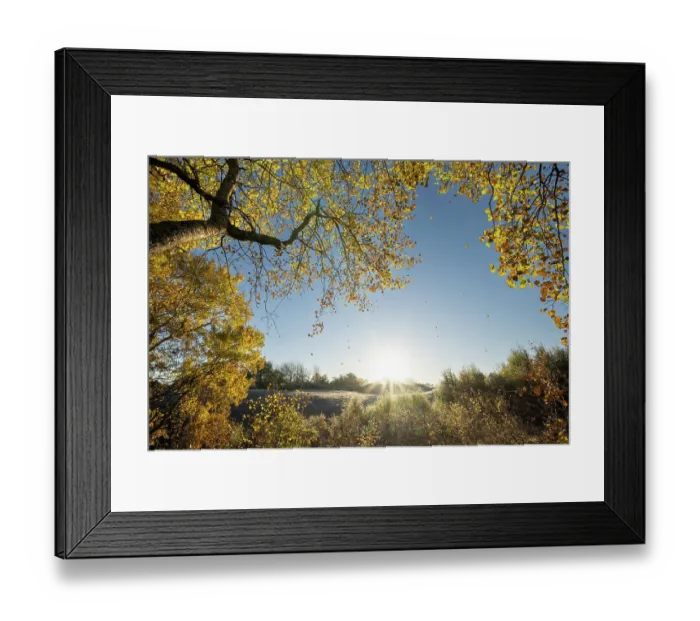 Framed Print : Aspen (Populus tremula) tree in autumn with leaves falling after frost, Insh Marshes, Cairngorms National Park, Scotland, UK. October Framed Print : Aspen (Populus tremula) tree in autumn with leaves falling after frost, Insh Marshes, Cairngorms National Park, Scotland, UK. October