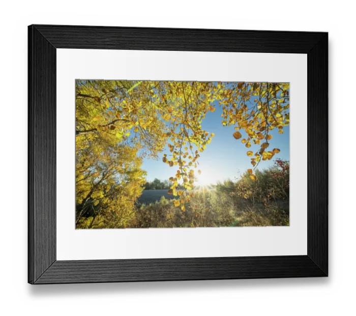 Framed Print : Aspen (Populus tremula) tree in autumn displaying bright yellow foliage, Insh Marshes, Cairngorms National Park, Scotland, UK. October Framed Print : Aspen (Populus tremula) tree in autumn displaying bright yellow foliage, Insh Marshes, Cairngorms National Park, Scotland, UK. October