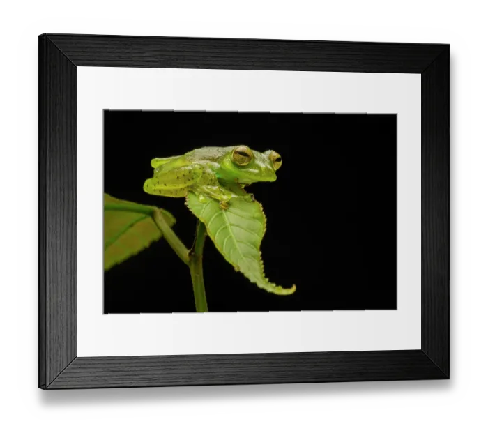 Framed Print : Emerald glass frog (Espadarana prosoblepon) resting on a leaf at night, Mindo, Pichincha, Ecuador Framed Print : Emerald glass frog (Espadarana prosoblepon) resting on a leaf at night, Mindo, Pichincha, Ecuador