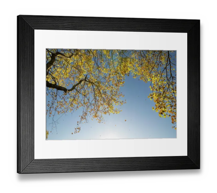Framed Print : Aspen (Populus tremula) tree in autumn with leaves falling after frost, Insh Marshes, Cairngorms National Park, Scotland, UK. October Framed Print : Aspen (Populus tremula) tree in autumn with leaves falling after frost, Insh Marshes, Cairngorms National Park, Scotland, UK. October