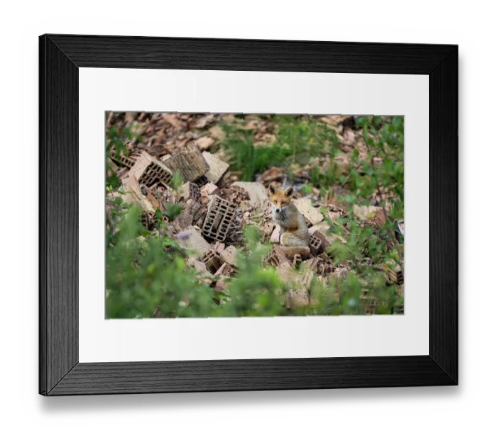 Framed Print : Red fox (Vulpes vulpes) living amongst an abandoned brick factory, Lucerne, Switzerland. August Framed Print : Red fox (Vulpes vulpes) living amongst an abandoned brick factory, Lucerne, Switzerland. August