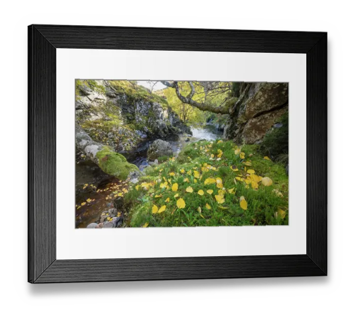 Framed Print : Aspen (Populus tremula) autumnal leaves on mossy boulder next to a feeder burn of the River Findhorn, Inverness-shire, Scotland, UK. October Framed Print : Aspen (Populus tremula) autumnal leaves on mossy boulder next to a feeder burn of the River Findhorn, Inverness-shire, Scotland, UK. October