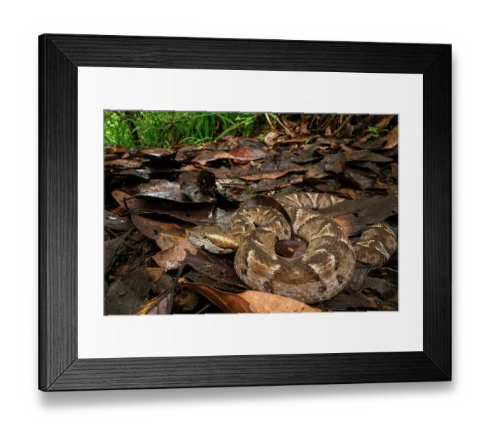 Framed Print : Cambell's toadheaded viper (Bothrocophias campbelli) camouflaged in leaf-litter in cloud forest, Mindo area, Paciific slope, Ecuador. Controlled conditions Framed Print : Cambell's toadheaded viper (Bothrocophias campbelli) camouflaged in leaf-litter in cloud forest, Mindo area, Paciific slope, Ecuador. Controlled conditions