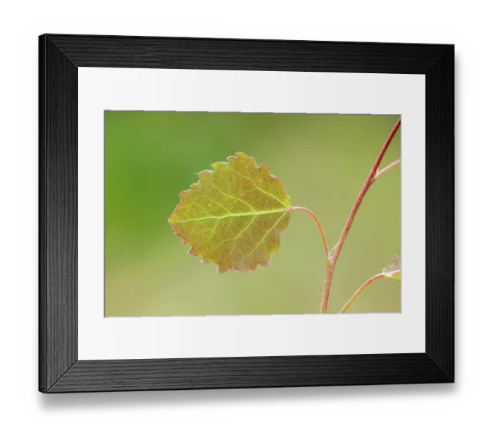 Framed Print : Close-up of Aspen leaf (Populus tremula) in early summer, Scotland, UK. June Framed Print : Close-up of Aspen leaf (Populus tremula) in early summer, Scotland, UK. June