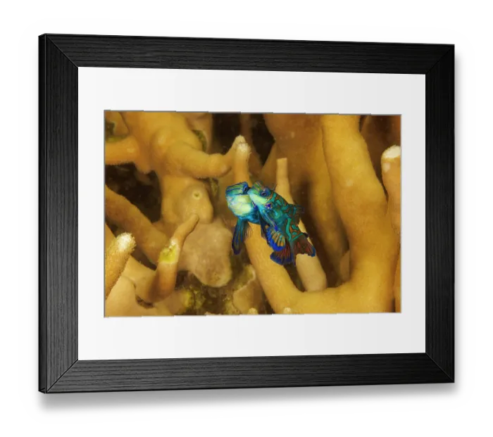 Framed Print : Mandarinfish (Synchiropus splendidus) pair mating among coral, Yap, Federated States of Micronesia, Pacific Ocean Framed Print : Mandarinfish (Synchiropus splendidus) pair mating among coral, Yap, Federated States of Micronesia, Pacific Ocean