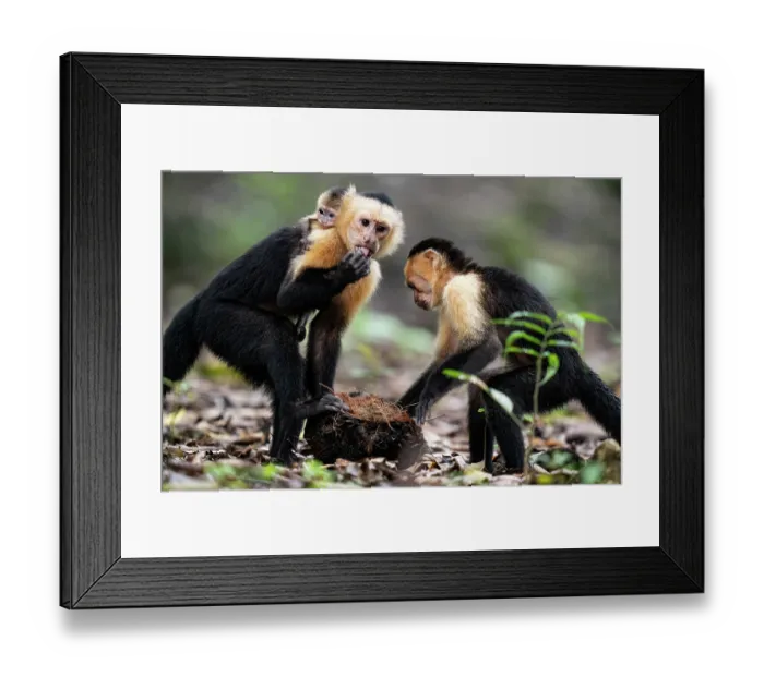 Framed Print : Two White-faced capuchins (Cebus imitator), one female carrying infant on back, feeding on a coconut, Osa Peninsula, Costa Rica