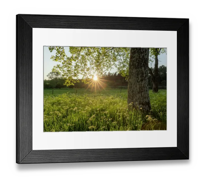 Framed Print : Cow parsley (Anthriscus sylvestris) in Aspen woodland in evening light, Cairngorms National Park, Scotland, UK. June Framed Print : Cow parsley (Anthriscus sylvestris) in Aspen woodland in evening light, Cairngorms National Park, Scotland, UK. June
