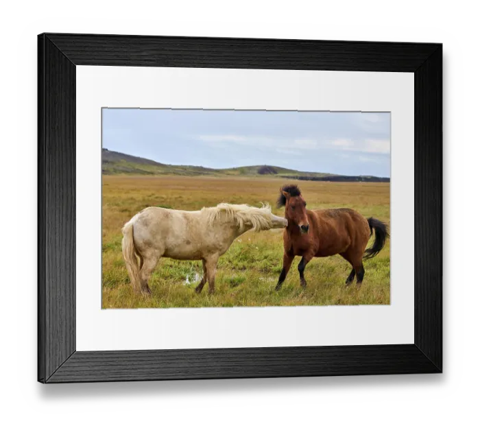 Framed Print : Two Icelandic horses (Equus caballus) interacting on wet grassland, Iceland. September