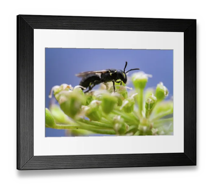 Framed Print : Masked bee (Hylaeus sp.) resting on a flower, Lucerne, Switzerland. August Framed Print : Masked bee (Hylaeus sp.) resting on a flower, Lucerne, Switzerland. August