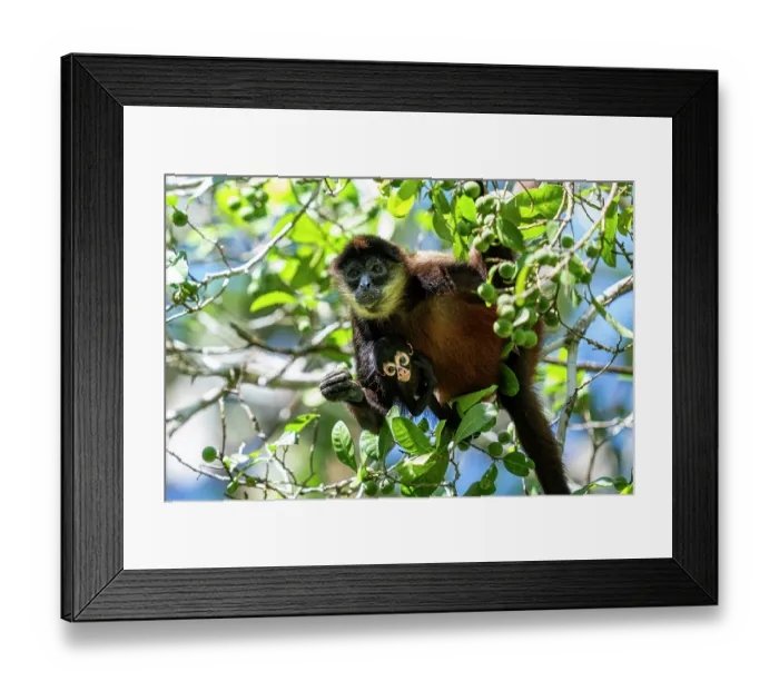 Framed Print : Geoffroyi's spider monkey (Ateles geoffroyi) female holding infant, sitting in tree in the rainforest feeding on figs, Osa Peninsula, Costa Rica Framed Print : Geoffroyi's spider monkey (Ateles geoffroyi) female holding infant, sitting in tree in the rainforest feeding on figs, Osa Peninsula, Costa Rica