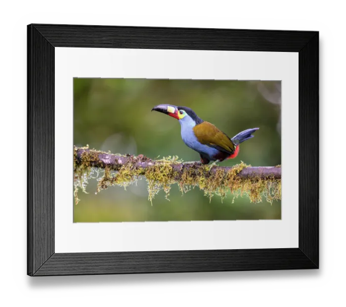 Framed Print : RF - Plate-billed mountain toucan (Andigena laminirostris) perched on branch in cloud forest understorey, near Mindo, upper Pacific slope, Ecuador. Controlled conditions Framed Print : RF - Plate-billed mountain toucan (Andigena laminirostris) perched on branch in cloud forest understorey, near Mindo, upper Pacific slope, Ecuador. Controlled conditions