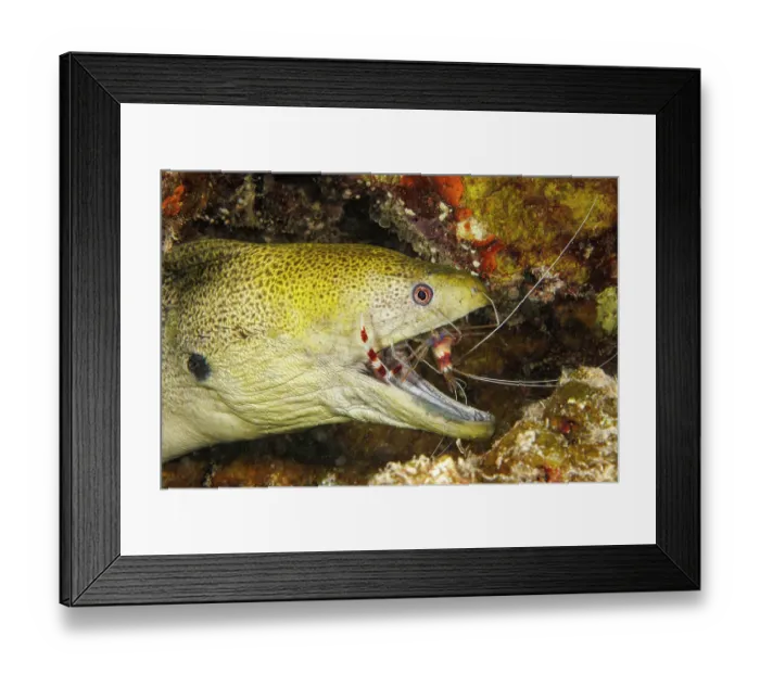 Framed Print : Giant moray eel (Gymnothorax javanicus) with mouth open and a Banded coral shrimp (Stenopus hispidus) inspecting between its teeth for parasites, Yap Framed Print : Giant moray eel (Gymnothorax javanicus) with mouth open and a Banded coral shrimp (Stenopus hispidus) inspecting between its teeth for parasites, Yap