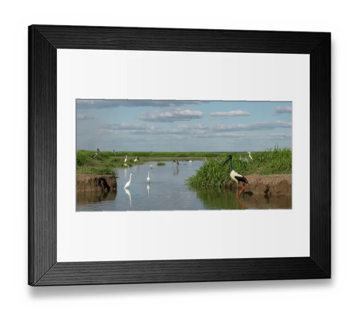 Framed Print : Wetland scene from Corroboree Billabong, with a Black-necked stork (Ephippiorhynchus asiaticus) male, in foreground, Northern Territory, Australia. August