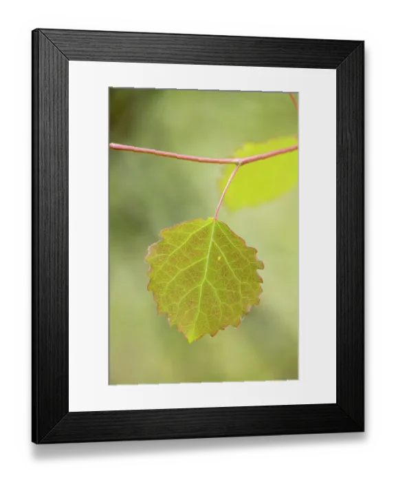 Framed Print : Close-up of Aspen leaf (Populus tremula) in early summer, Scotland, UK. June Framed Print : Close-up of Aspen leaf (Populus tremula) in early summer, Scotland, UK. June