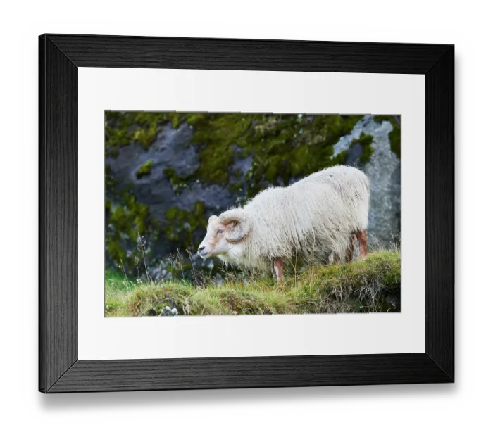 Framed Print : Icelandic sheep (Ovis aries) ram standing on hillside, portrait, Iceland. September Framed Print : Icelandic sheep (Ovis aries) ram standing on hillside, portrait, Iceland. September