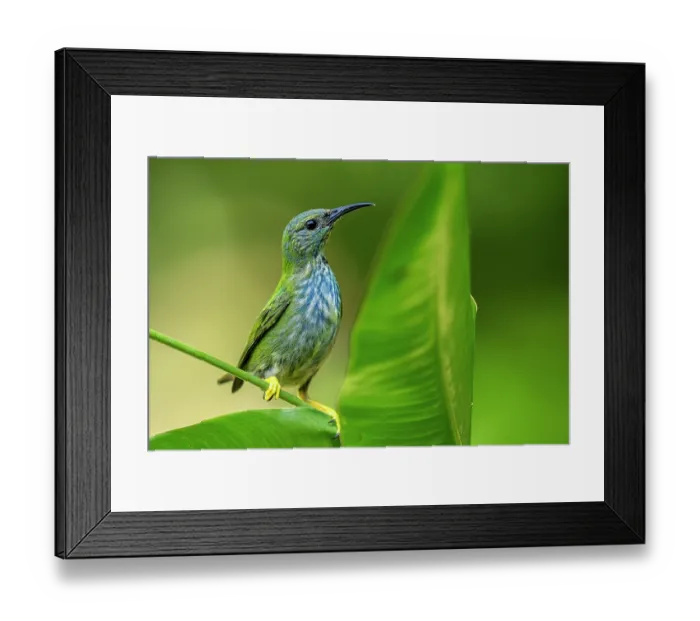 Framed Print : Shining honeycreeper (Cyanerpes lucidus) female, perched on leaf, Osa Peninsula, Costa Rica Framed Print : Shining honeycreeper (Cyanerpes lucidus) female, perched on leaf, Osa Peninsula, Costa Rica