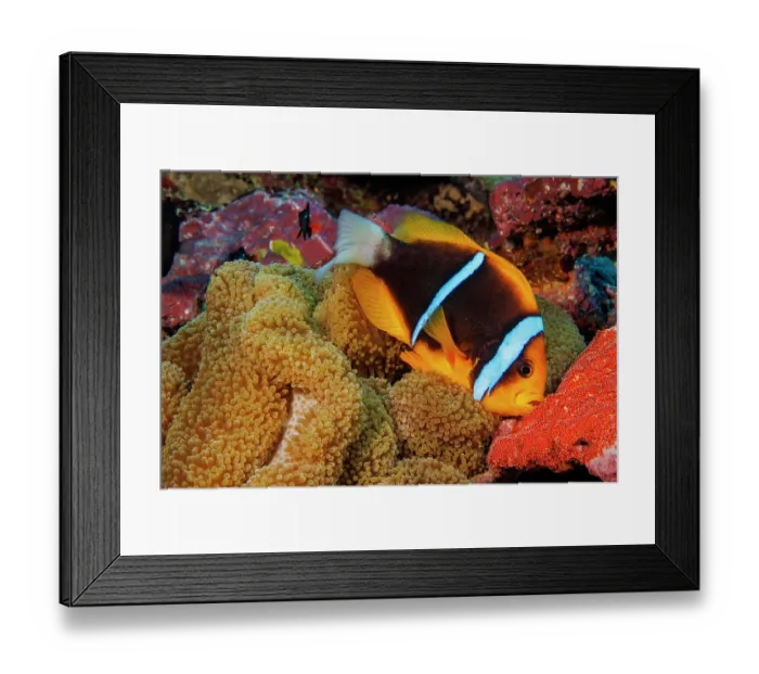 Framed Print : Clark's anemonefish (Amphiprion clarkii) tending to a newly laid batch of bright orange eggs beside Mertens carpet sea anemone (Stichodactyla mertensii), Yap Framed Print : Clark's anemonefish (Amphiprion clarkii) tending to a newly laid batch of bright orange eggs beside Mertens carpet sea anemone (Stichodactyla mertensii), Yap