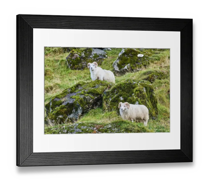Framed Print : Two Icelandic sheep (Ovis aries) rams standing on hillside, portrait, Iceland. September Framed Print : Two Icelandic sheep (Ovis aries) rams standing on hillside, portrait, Iceland. September