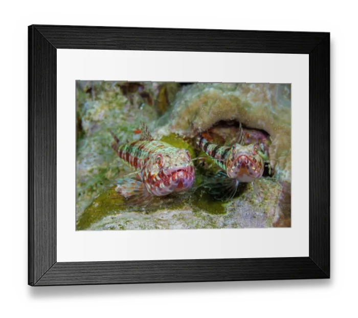 Framed Print : Variegated lizardfish (Synodus variegatus) pair, portrait, Yap, Federated States of Micronesia, Pacific Ocean Framed Print : Variegated lizardfish (Synodus variegatus) pair, portrait, Yap, Federated States of Micronesia, Pacific Ocean