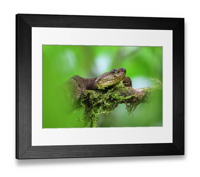 Framed Print : Osborne's lancehead pitviper (Bothrops osbornei) resting on branch in cloud forest understorey, Mindo area, Pacific slope, Ecuador. Controlled conditions Framed Print : Osborne's lancehead pitviper (Bothrops osbornei) resting on branch in cloud forest understorey, Mindo area, Pacific slope, Ecuador. Controlled conditions