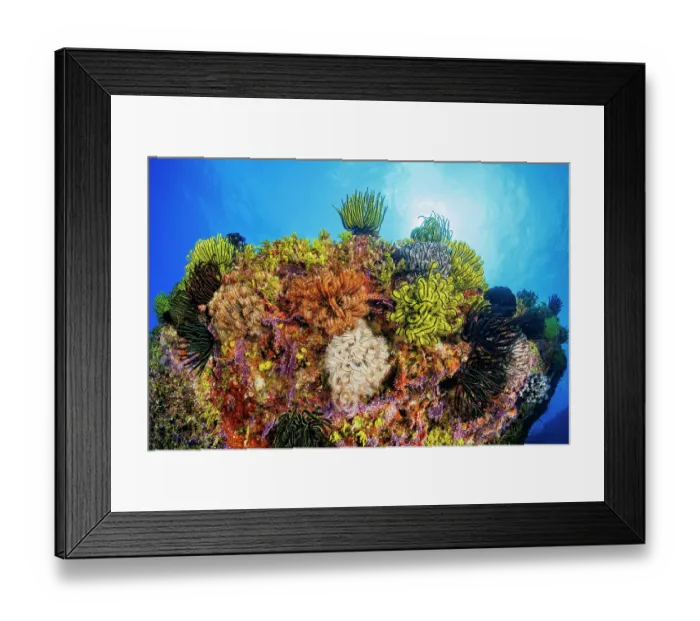 Framed Print : Group of Feather stars (Oxycomanthus bennetti) gathering on a pinnacle off the island of Saipan, Federated States of Micronesia, Pacific Ocean