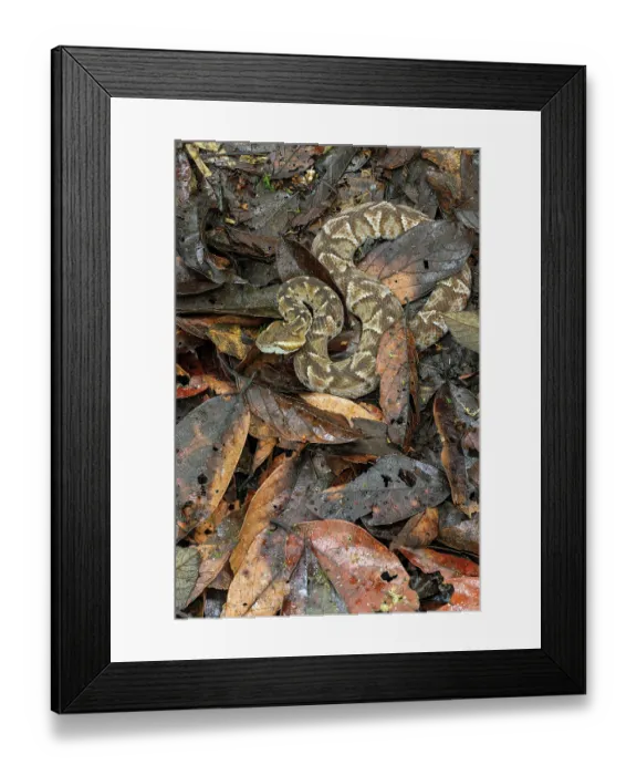 Framed Print : Cambell's toadheaded viper (Bothrocophias campbelli) camouflaged in leaf-litter, cloud forest, Mindo area, Pacific slope, Ecuador. Controlled conditions Framed Print : Cambell's toadheaded viper (Bothrocophias campbelli) camouflaged in leaf-litter, cloud forest, Mindo area, Pacific slope, Ecuador. Controlled conditions