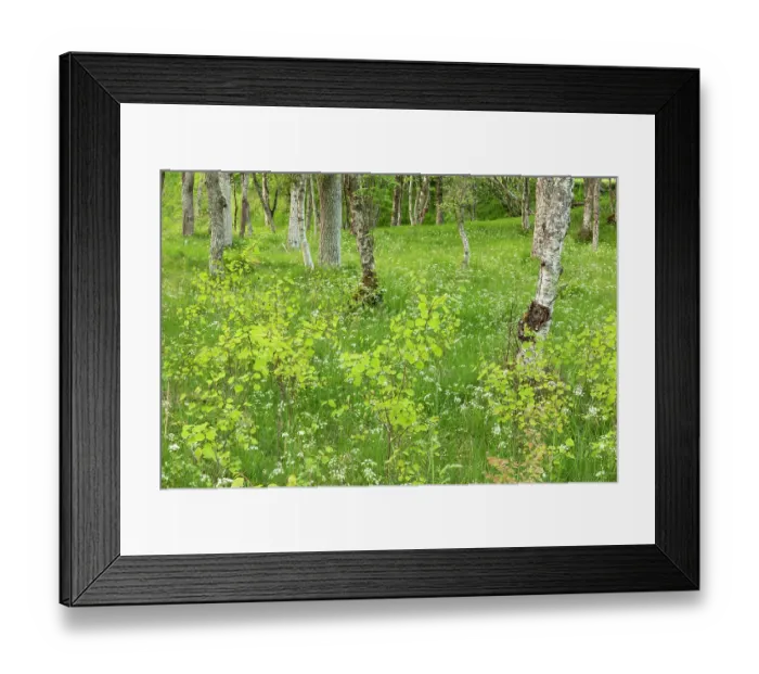 Framed Print : Proliferation of Aspen (Populus tremula) suckers in mature Aspen woodland, Cairngorms National Park, Scotland, UK. June Framed Print : Proliferation of Aspen (Populus tremula) suckers in mature Aspen woodland, Cairngorms National Park, Scotland, UK. June