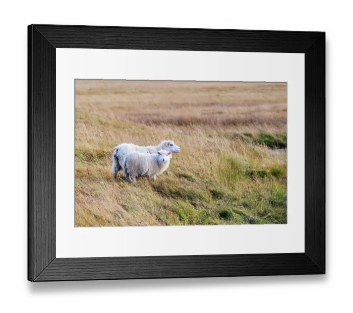Framed Print : Icelandic sheep (Ovis aries) ewe with lamb standing in grassland, Iceland. September Framed Print : Icelandic sheep (Ovis aries) ewe with lamb standing in grassland, Iceland. September